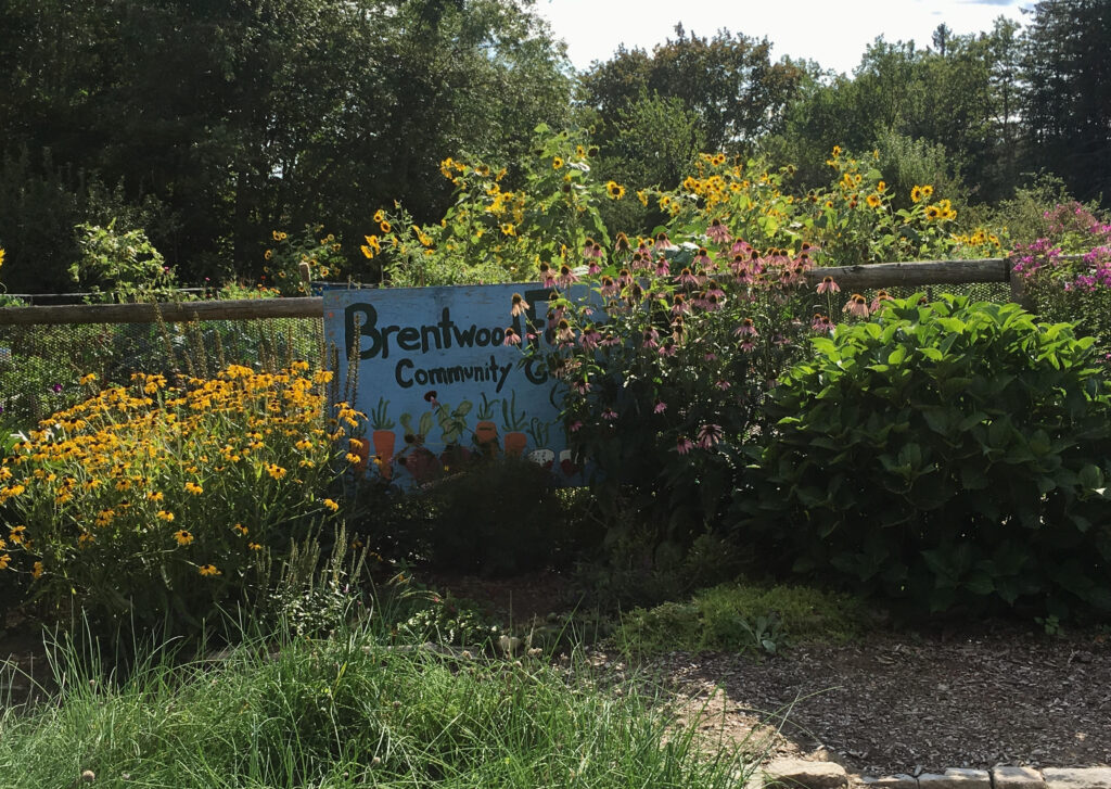 Landscape photo of Brentwood Farms Community Gardens showing the plants and the garden sign.