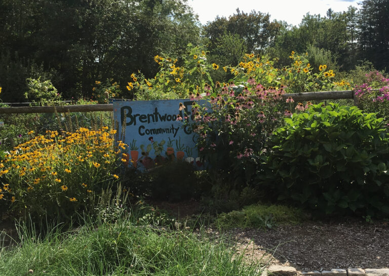 Landscape photo of Brentwood Farms Community Gardens showing the plants and the garden sign.