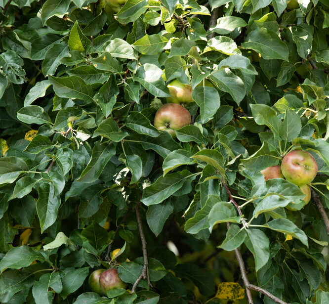 3/15 Winter Pruning Workshop